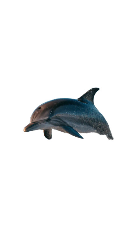 Jumping Dolphin Vinyl Car Decal Sticker – Waterproof & UV-Resistant 8"