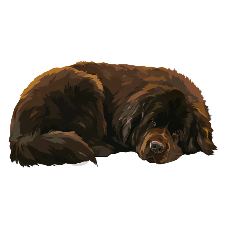 Sleeping Newfoundland Dog Vinyl Car Decal Sticker – Waterproof & UV-Resistant 8"