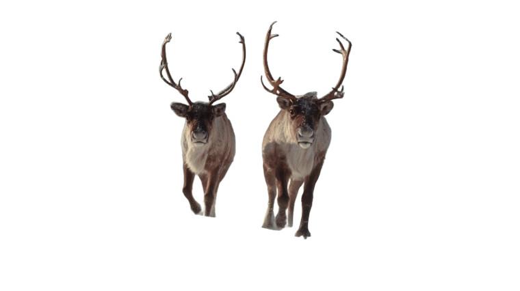 Vintage Reindeer Scene Vinyl Car Decal Sticker – Waterproof & UV-Resistant 8"