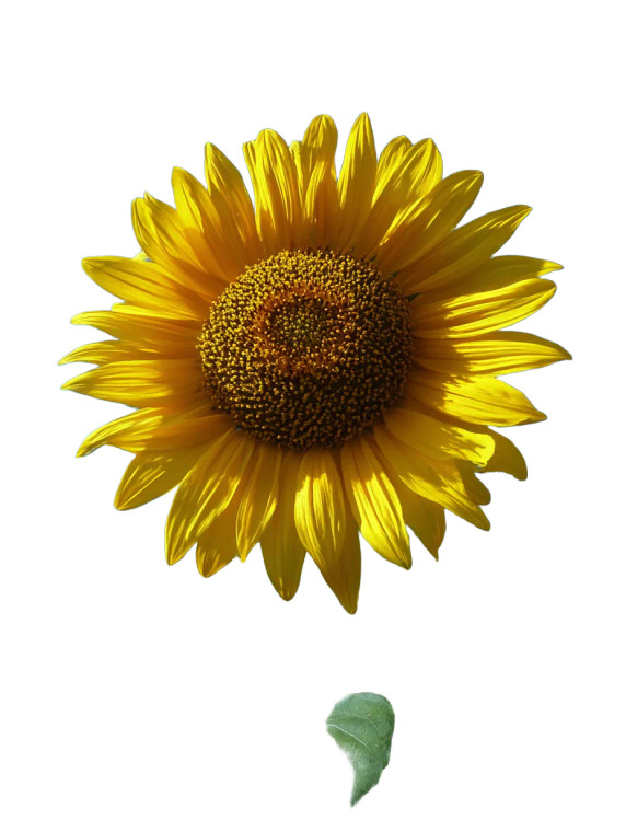 Tall Sunflower Bloom Vinyl Car Decal Sticker – Waterproof & UV-Resistant 8"