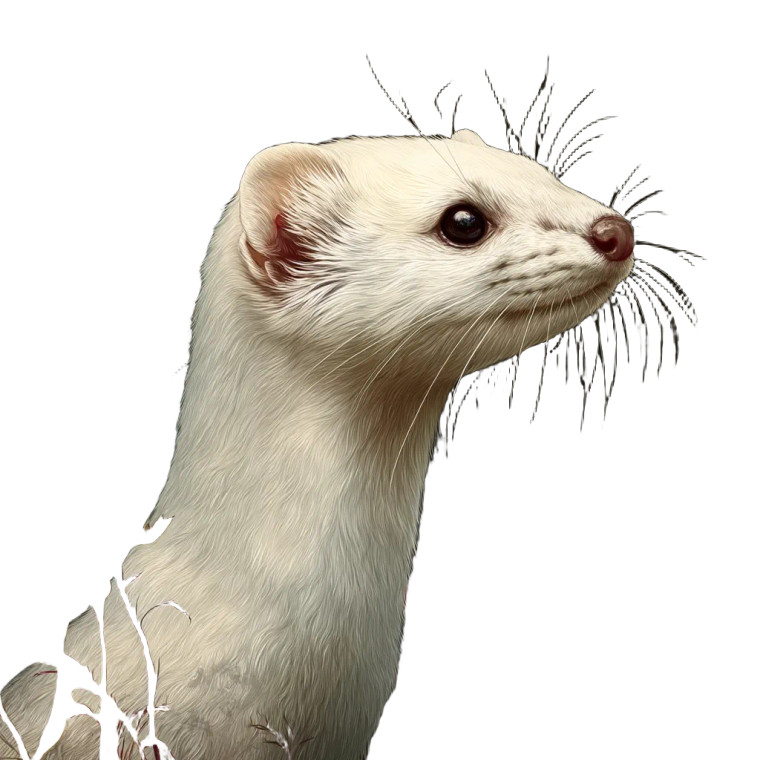 White Stoat Art Vinyl Car Decal Sticker – Waterproof & UV-Resistant 8"