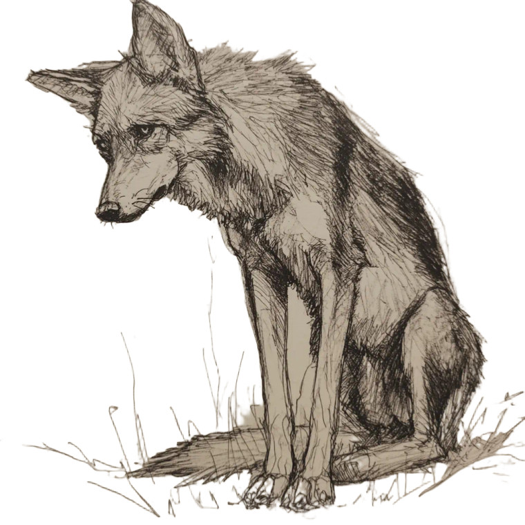 Sad Wolf Drawing Vinyl Car Decal Sticker – Waterproof & UV-Resistant 8"