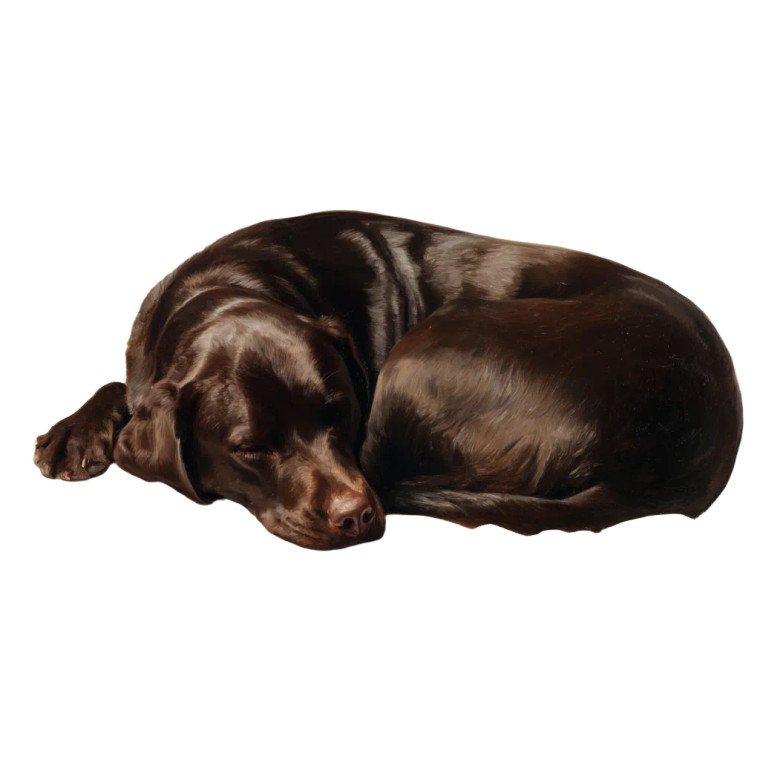Sleeping Chocolate Lab Vinyl Car Decal Sticker – Waterproof & UV-Resistant 8"