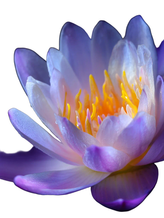 Black Beauty Lotus Vinyl Car Decal Sticker – Waterproof & UV-Resistant 8"