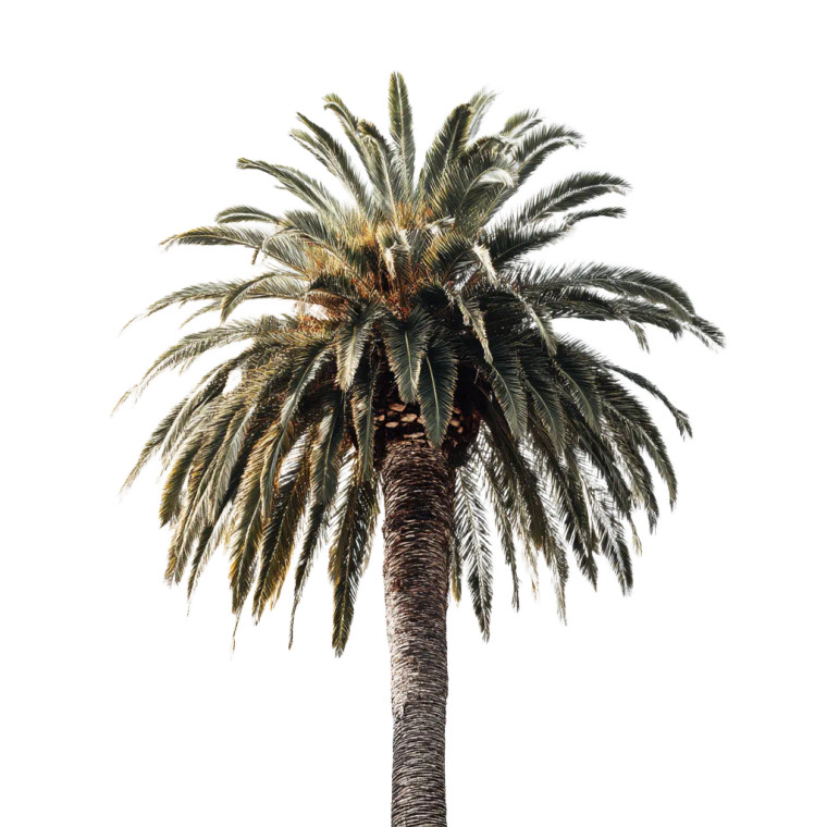 Palm Tree Vinyl Car Decal Sticker – Waterproof & UV-Resistant 8"