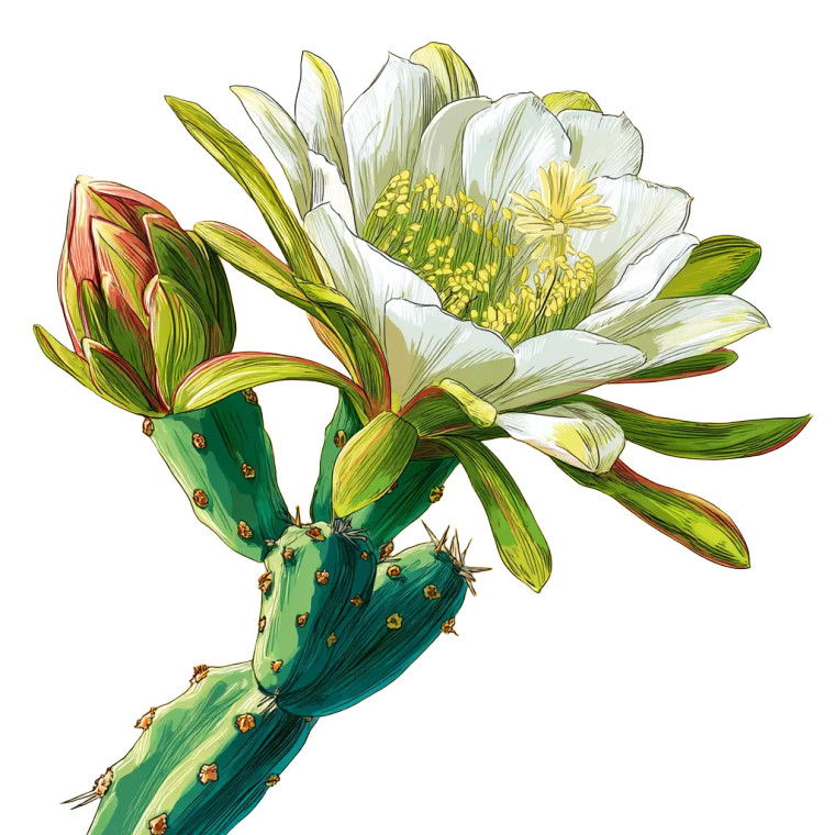 Kadupul Flower Illustration Vinyl Car Decal Sticker – Waterproof & UV-Resistant 8"