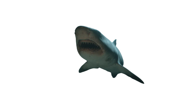 Fearsome Bull Shark Vinyl Car Decal Sticker – Waterproof & UV-Resistant 8"