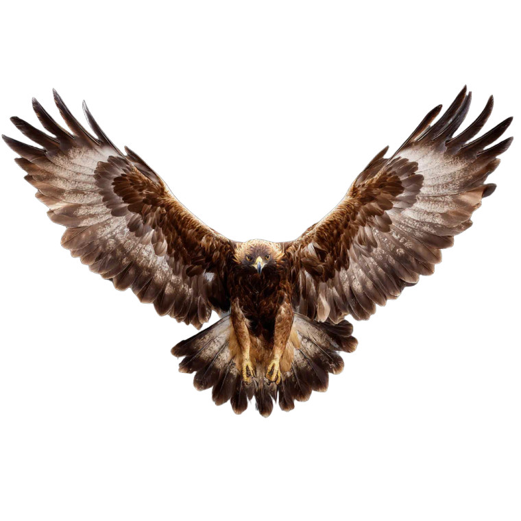 Golden Eagle Flight V2 Vinyl Car Decal Sticker – Waterproof & UV-Resistant 8"