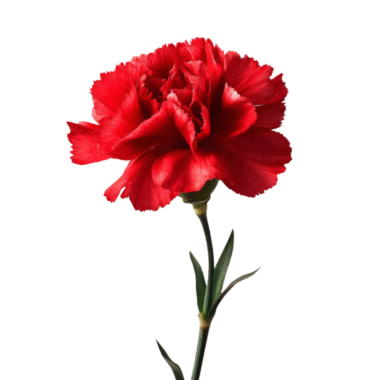 Red Flower Vinyl Car Decal Sticker – Waterproof & UV-Resistant 8"