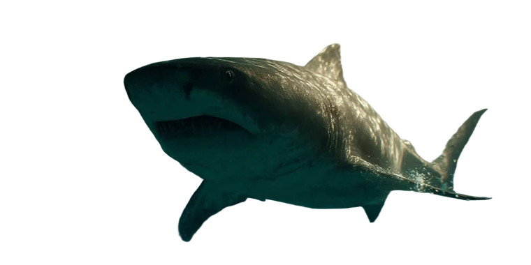 Bull Shark Impact Vinyl Car Decal Sticker – Waterproof & UV-Resistant 8"
