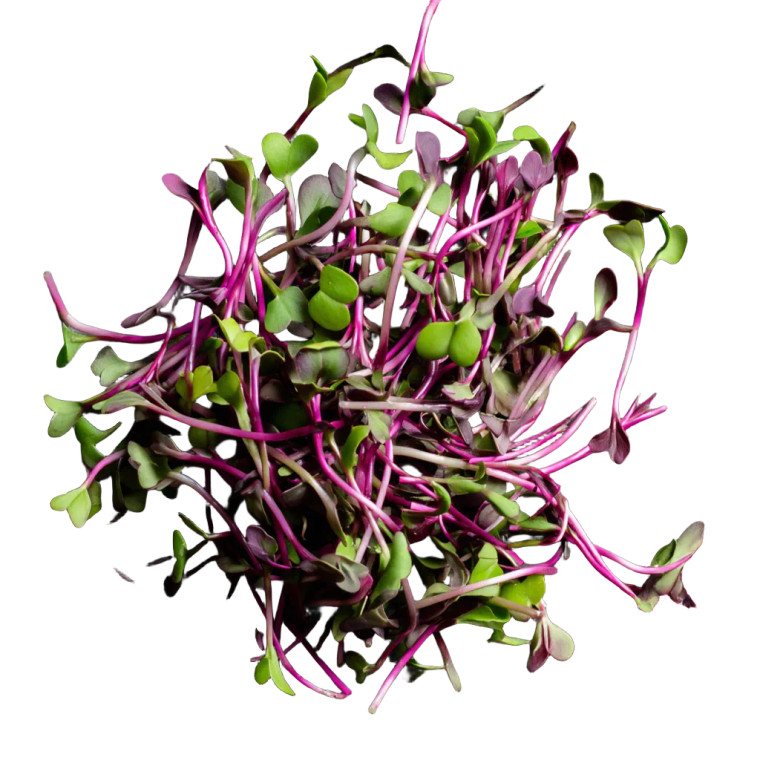 Red Cabbage Microgreens Vinyl Car Decal Sticker – Waterproof & UV-Resistant 8"