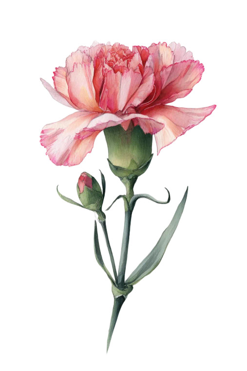 Carnation Watercolor Vinyl Car Decal Sticker – Waterproof & UV-Resistant 8"