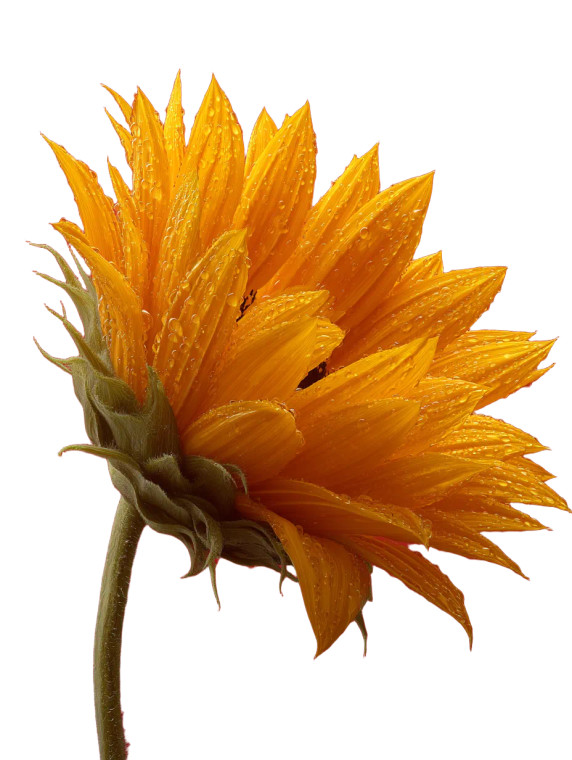 Vibrant Sunflower Head Vinyl Car Decal Sticker – Waterproof & UV-Resistant 8"