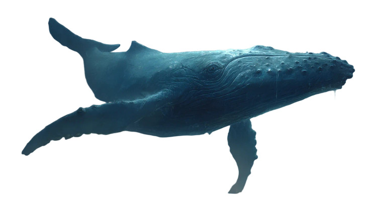 Whale And Octopus Leap Vinyl Car Decal Sticker – Waterproof & UV-Resistant 8"