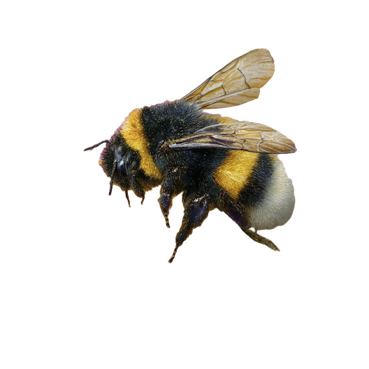 Golden Bumblebee Bloom Vinyl Car Decal Sticker – Waterproof & UV-Resistant 8"