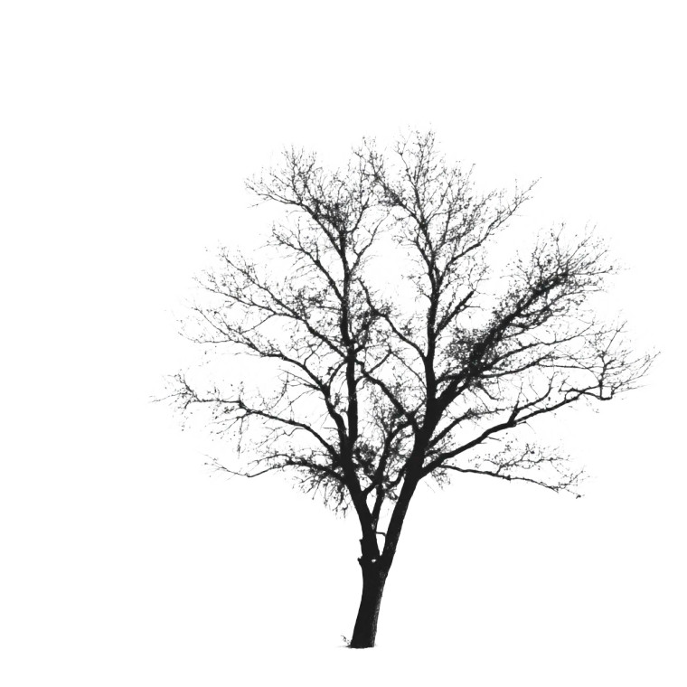 Oak Tree Silhouette Vinyl Car Decal Sticker – Waterproof & UV-Resistant 8"