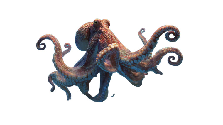 Giant Ocean Octopus Vinyl Car Decal Sticker – Waterproof & UV-Resistant 8"