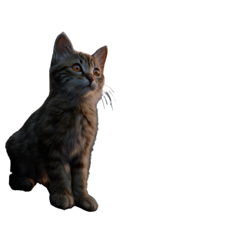 Orange-Eyed Kitten Vinyl Car Decal Sticker – Waterproof & UV-Resistant 8"