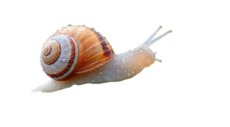 Inquisitive Snail Close-Up Vinyl Car Decal Sticker – Waterproof & UV-Resistant 8"