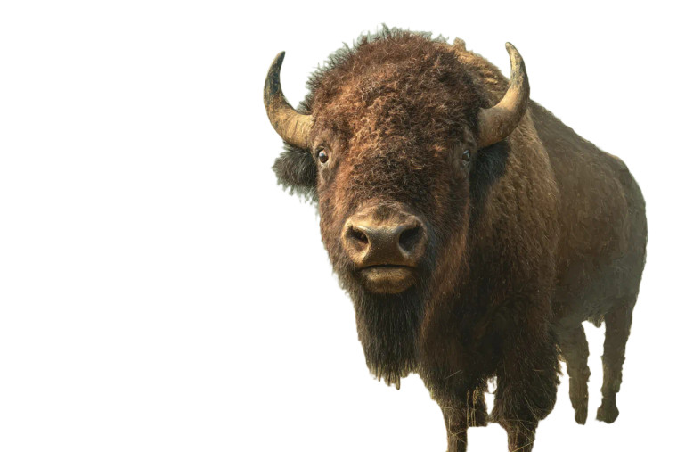 Bison Greeting Vinyl Car Decal Sticker – Waterproof & UV-Resistant 8"