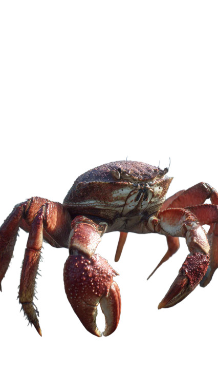 Giant Coastal Crab Vinyl Car Decal Sticker – Waterproof & UV-Resistant 8"