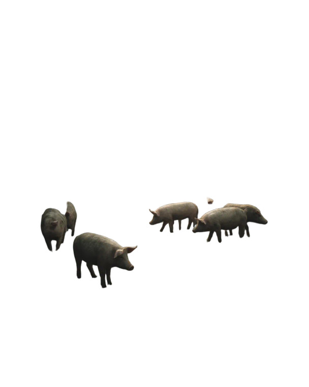 Rural Pig Farm Vinyl Car Decal Sticker – Waterproof & UV-Resistant 8"