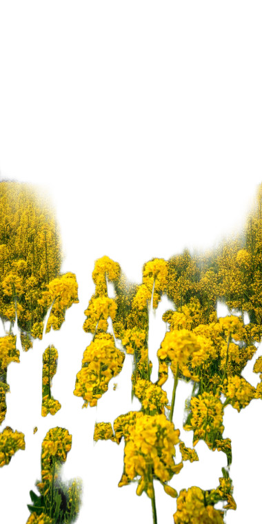 Rapeseed Flowers Vinyl Car Decal Sticker – Waterproof & UV-Resistant 8"