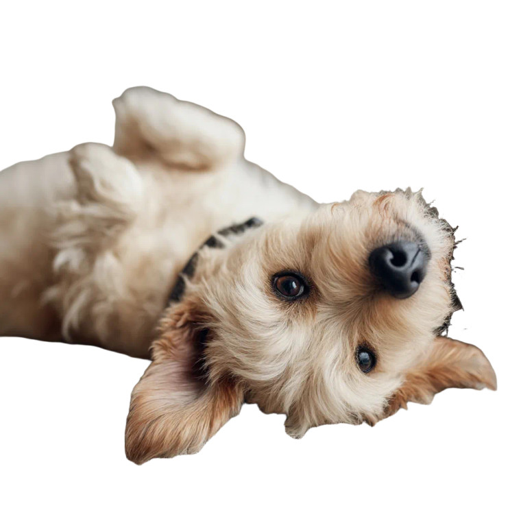 Playful Dog V2 Vinyl Car Decal Sticker – Waterproof & UV-Resistant 8"
