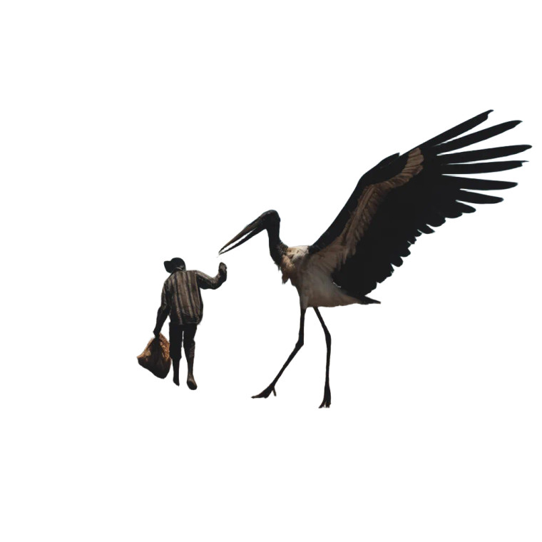 Marabou Stork Fight Vinyl Car Decal Sticker – Waterproof & UV-Resistant 8"