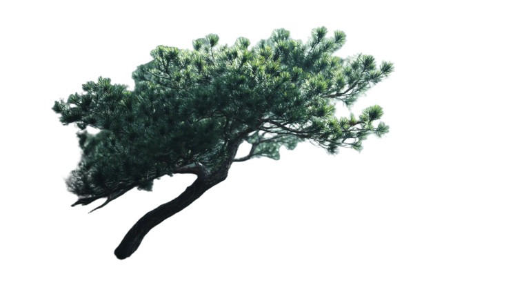 Misty Pine Tree Vinyl Car Decal Sticker – Waterproof & UV-Resistant 8"
