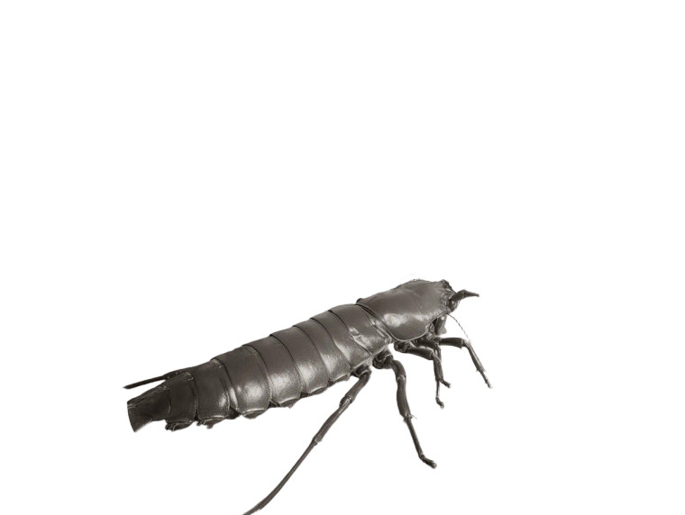 Gigantic Insect Vinyl Car Decal Sticker – Waterproof & UV-Resistant 8"