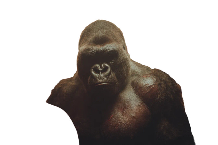 Gorilla Wrestling Match Vinyl Car Decal Sticker – Waterproof & UV-Resistant 8"