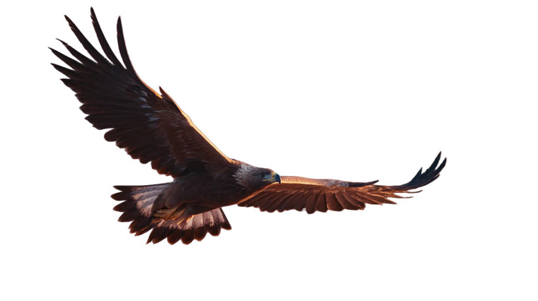 Majestic Soaring Eagle V2 Vinyl Car Decal Sticker – Waterproof & UV-Resistant 8"