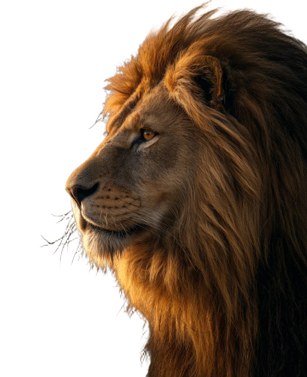 Majestic Lion Sunset Vinyl Car Decal Sticker – Waterproof & UV-Resistant 8"