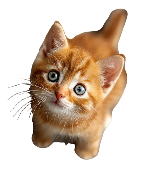 Kitten V3 Vinyl Car Decal Sticker – Waterproof & UV-Resistant 8"