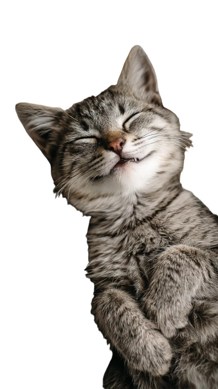 Sleeping Wealthy Cat Vinyl Car Decal Sticker – Waterproof & UV-Resistant 8"