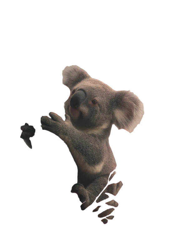 Koala Hugging Tree Vinyl Car Decal Sticker – Waterproof & UV-Resistant 8"