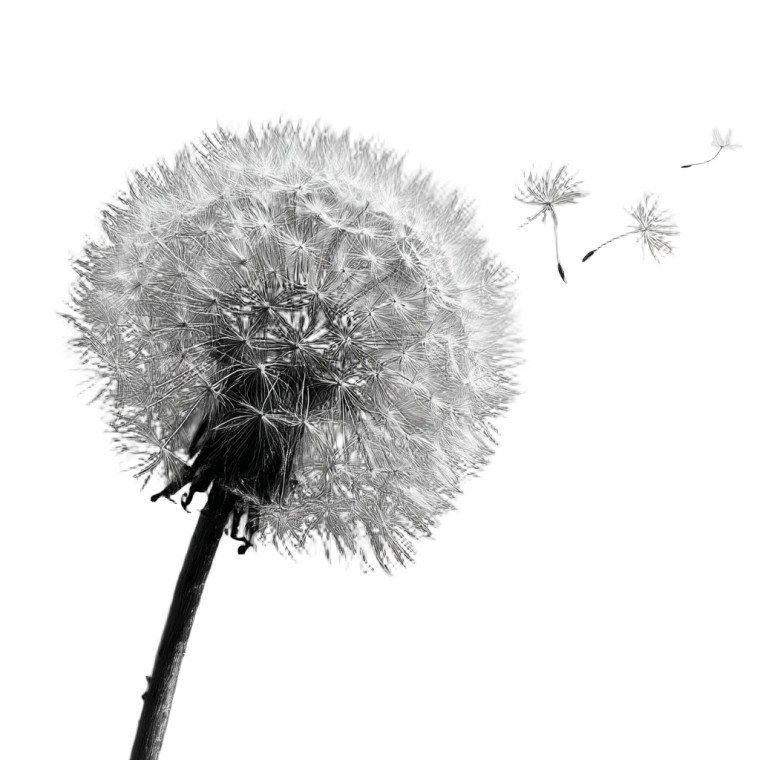 Dandelion Seeds Drifting V2 Vinyl Car Decal Sticker – Waterproof & UV-Resistant 8"