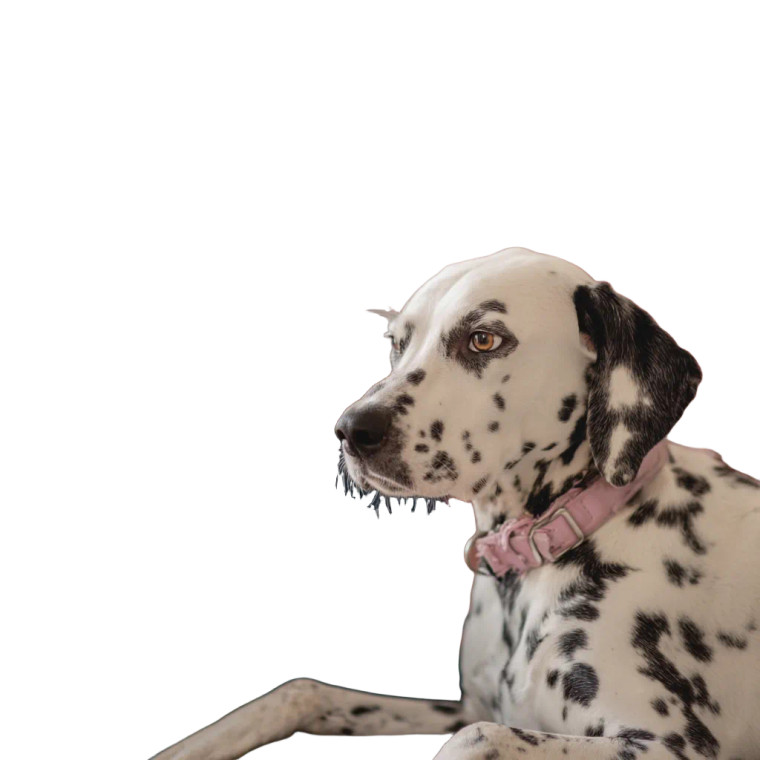 Man Reading With Dog Vinyl Car Decal Sticker – Waterproof & UV-Resistant 8"