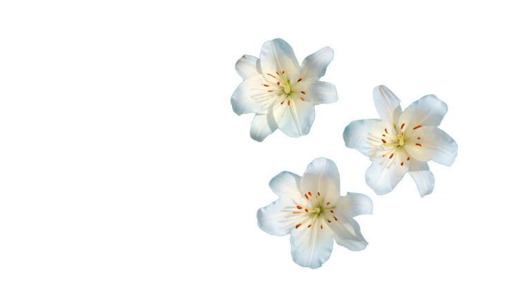 Floating White Lilies Vinyl Car Decal Sticker – Waterproof & UV-Resistant 8"