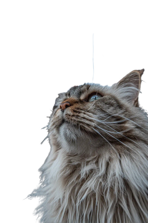 Ragdoll Cat Kaiju Vinyl Car Decal Sticker – Waterproof & UV-Resistant 8"