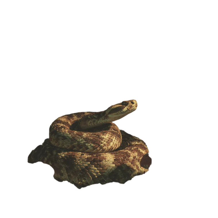Rattlesnake In Forest Vinyl Car Decal Sticker – Waterproof & UV-Resistant 8"