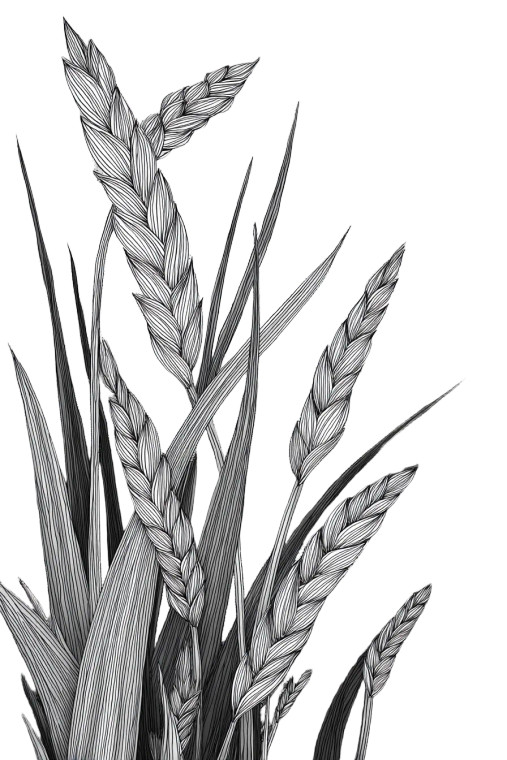 Wheat Coloring Page Vinyl Car Decal Sticker – Waterproof & UV-Resistant 8"