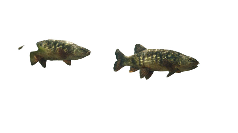 Colombian River Fish Vinyl Car Decal Sticker – Waterproof & UV-Resistant 8"