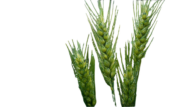 Xiaoman Wheat Ears Vinyl Car Decal Sticker – Waterproof & UV-Resistant 8"