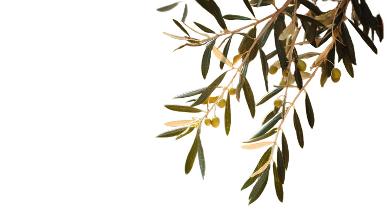 Olive Branches Swaying Vinyl Car Decal Sticker – Waterproof & UV-Resistant 8"