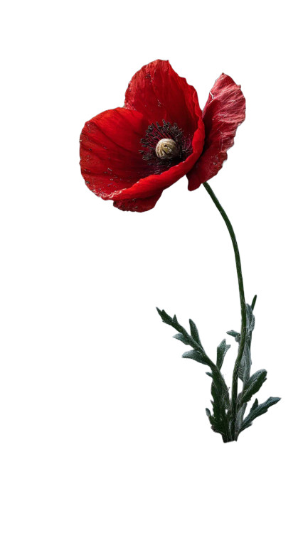 Red Poppy Bloom Vinyl Car Decal Sticker – Waterproof & UV-Resistant 8"