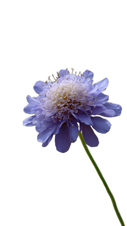 Scabious Flowers Field Vinyl Car Decal Sticker – Waterproof & UV-Resistant 8"