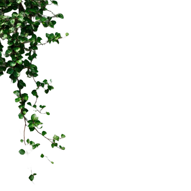 Creeping Ivy Vinyl Car Decal Sticker – Waterproof & UV-Resistant 8"