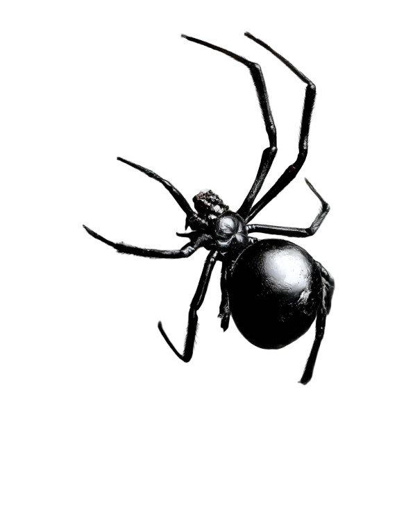 Black Widow Web Vinyl Car Decal Sticker – Waterproof & UV-Resistant 8"